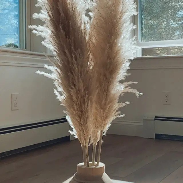 3PCS 60CM Beige Natural Reed Dried Flower Big Pampas Grass Bouquet Wedding Flower Ceremony Decor Modern Home Valentine's Day
3PCS 60CM Beige Natural Reed Dried Flower Big Pampas Grass Bouquet Wedding Flower Ceremony Decor Modern Home Valentine's Day