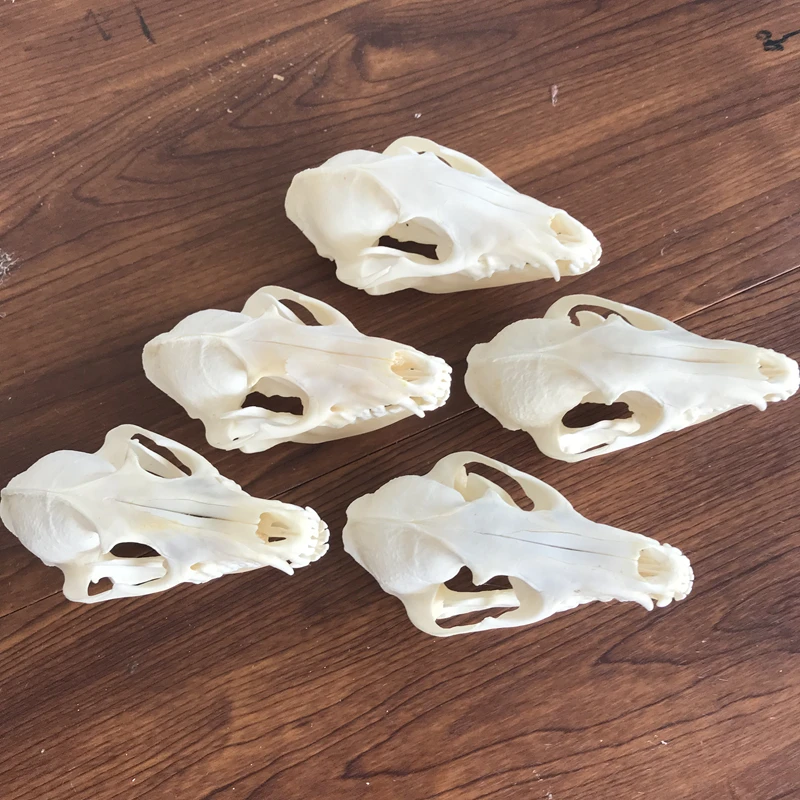 High-quality 1:1 1-5pcs Nyctereutes procyonoides Skull taxidermy real bone skeleton Christmas decoration gift Candle holder 
High-quality 1:1 1-5pcs Nyctereutes procyonoides Skull taxidermy real bone skeleton Christmas decoration gift Candle holder
