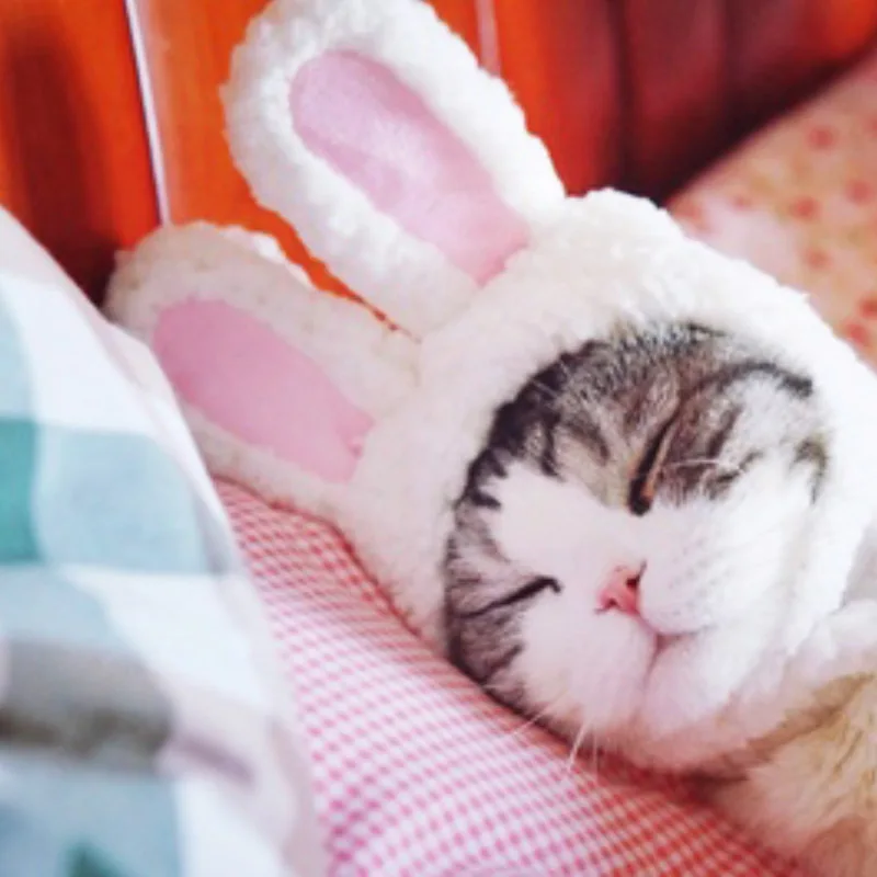Aapet 1pc Pet Cat Headgear Cute Cotten Wool Pet Costume Cosplay Rabbit Hat Cap For Cat Decoration Headwear For Cat Pet Puppy
Aapet 1pc Pet Cat Headgear Cute Cotten Wool Pet Costume Cosplay Rabbit Hat Cap For Cat Decoration Headwear For Cat Pet Puppy