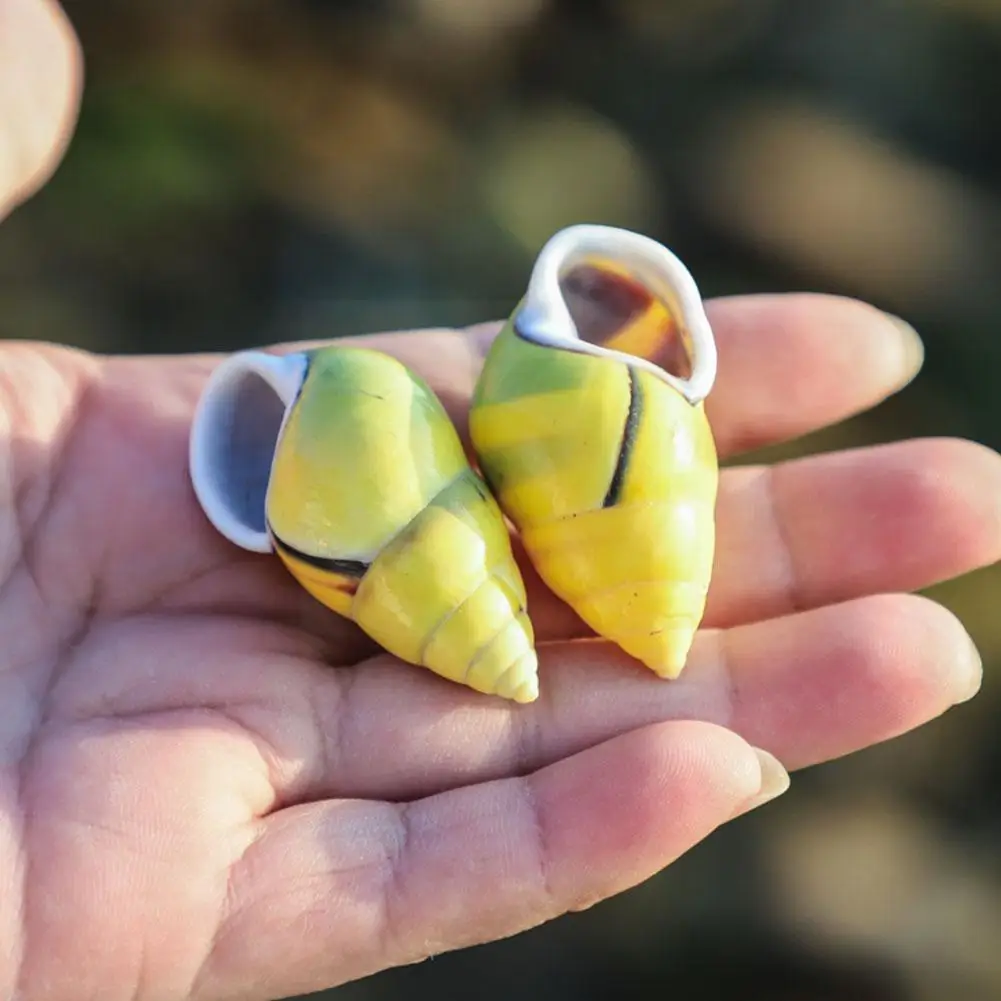 Snails Natural Hlbk Conch Shells Small Fine Specimen Window Small Left-handed Snails Sea Decoration Snails Starfish Design V0k3
Snails Natural Hlbk Conch Shells Small Fine Specimen Window Small Left-handed Snails Sea Decoration Snails Starfish Design V0k3