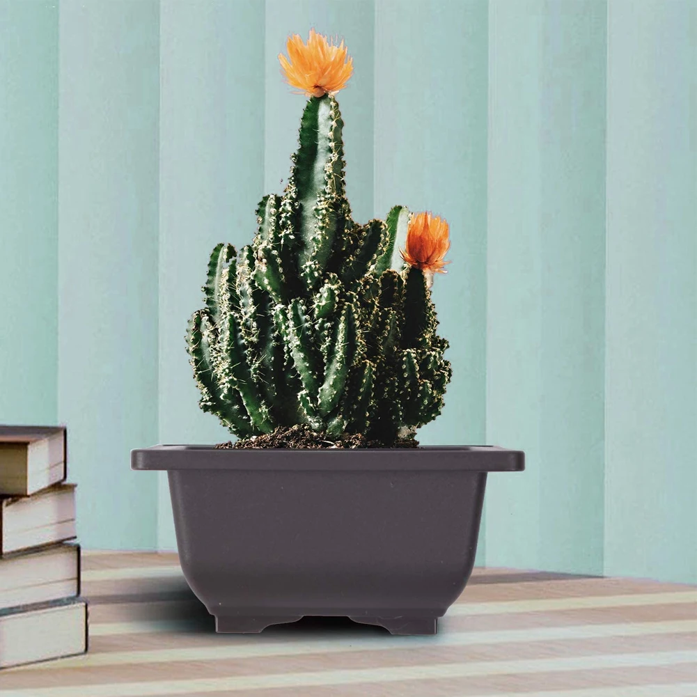 15PCS Bonsai Training Pot Plastic Pots Creative Small Square Pots Flower Succulent Growing Nursery Planter For Succulent Plants
15PCS Bonsai Training Pot Plastic Pots Creative Small Square Pots Flower Succulent Growing Nursery Planter For Succulent Plants