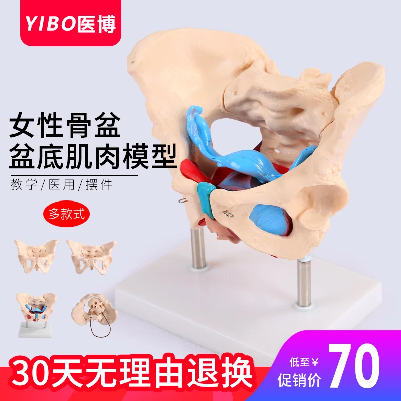 Male female pelvis model female pelvic floor muscle model medical midwifery teaching model human skeleton model
Male female pelvis model female pelvic floor muscle model medical midwifery teaching model human skeleton model