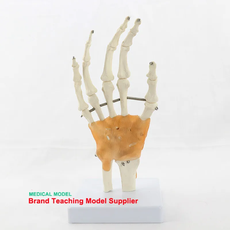 Фото Гибкая модель человеческого сустава костного лигация запястья каркас пальмовой(China)