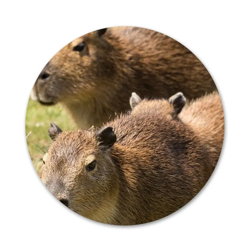 lovely Capybara animal Luxury Badge Brooch Pin Accessories For Clothes Backpack Decoration gift
lovely Capybara animal Luxury Badge Brooch Pin Accessories For Clothes Backpack Decoration gift