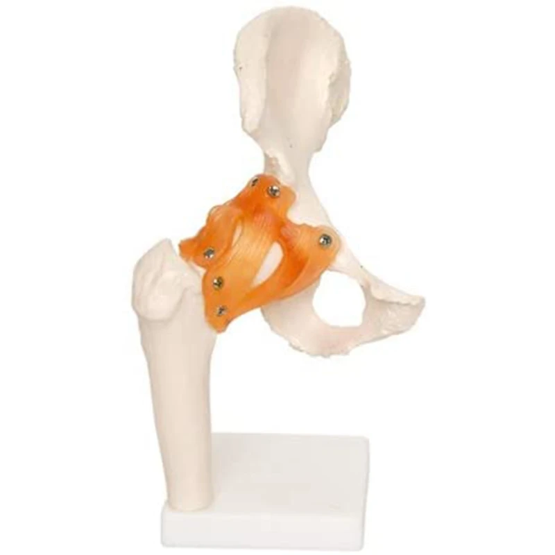 Life Size Anatomical Hip Joint Model Human Skeleton Anatomy Exercise Bone Orthopedic Pain Teaching Resources
Life Size Anatomical Hip Joint Model Human Skeleton Anatomy Exercise Bone Orthopedic Pain Teaching Resources