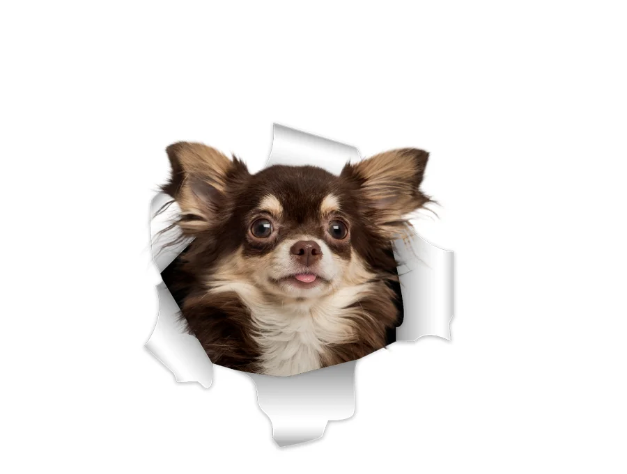 Dogs Are Man's Most Loyal Friends. for Dog Lovers, and Of Course There Are Also Waterproof Dogs Stickers That Cover Scratches.
Dogs Are Man's Most Loyal Friends. for Dog Lovers, and Of Course There Are Also Waterproof Dogs Stickers That Cover Scratches.