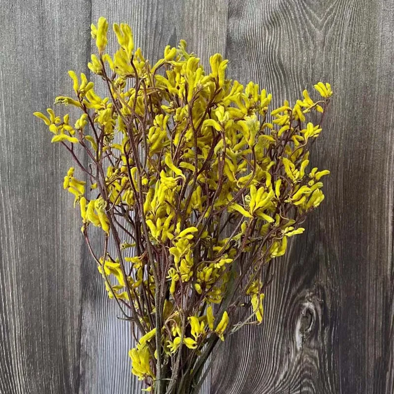 Long 35~45CM/50g Natural Dried Flowers Kangaroo Claw Bouquet In Yellow,DIY Real Dry Flower Ornaments For Home Decoration
Long 35~45CM/50g Natural Dried Flowers Kangaroo Claw Bouquet In Yellow,DIY Real Dry Flower Ornaments For Home Decoration