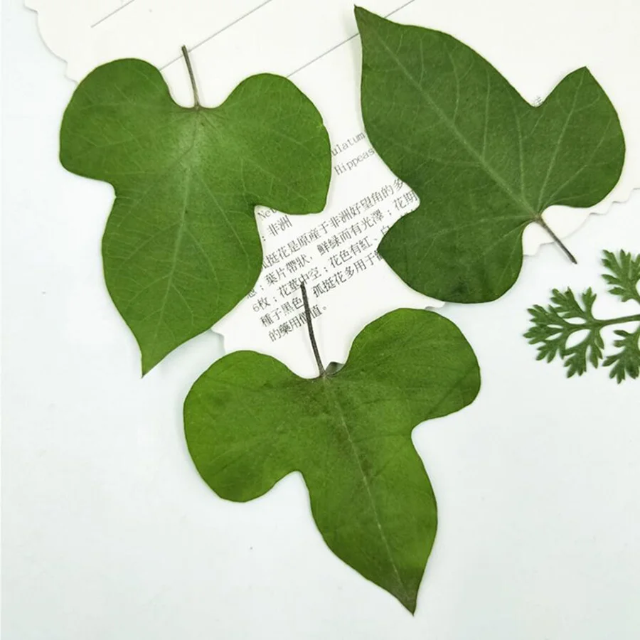 60pcs Pressed Dried Pharbitis nil(L.)Choisy Leaves Flower Plants Herbarium For Jewelry Postcard Phone Case Invitation Card DIY
60pcs Pressed Dried Pharbitis nil(L.)Choisy Leaves Flower Plants Herbarium For Jewelry Postcard Phone Case Invitation Card DIY