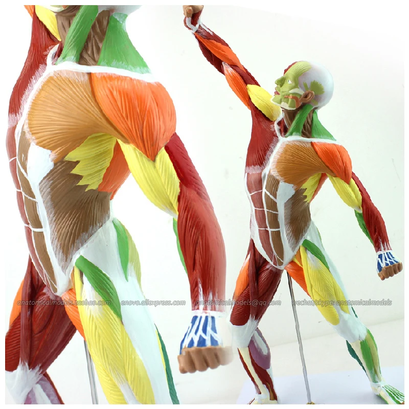 12308 / Small 55cm Human Body Model of Color Muscle Module ,Medical Science Educational Teaching Anatomical Models 
12308 / Small 55cm Human Body Model of Color Muscle Module ,Medical Science Educational Teaching Anatomical Models