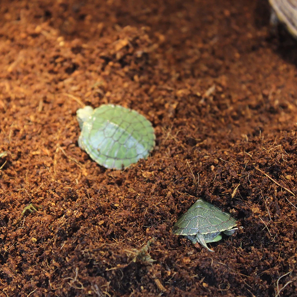 Terrarium Moss Reptile Turtle Moss Substrate Habitat Decoration Terrarium Moss Reptile Pad Coconut Pet Soil Nutrient Bed
Terrarium Moss Reptile Turtle Moss Substrate Habitat Decoration Terrarium Moss Reptile Pad Coconut Pet Soil Nutrient Bed
