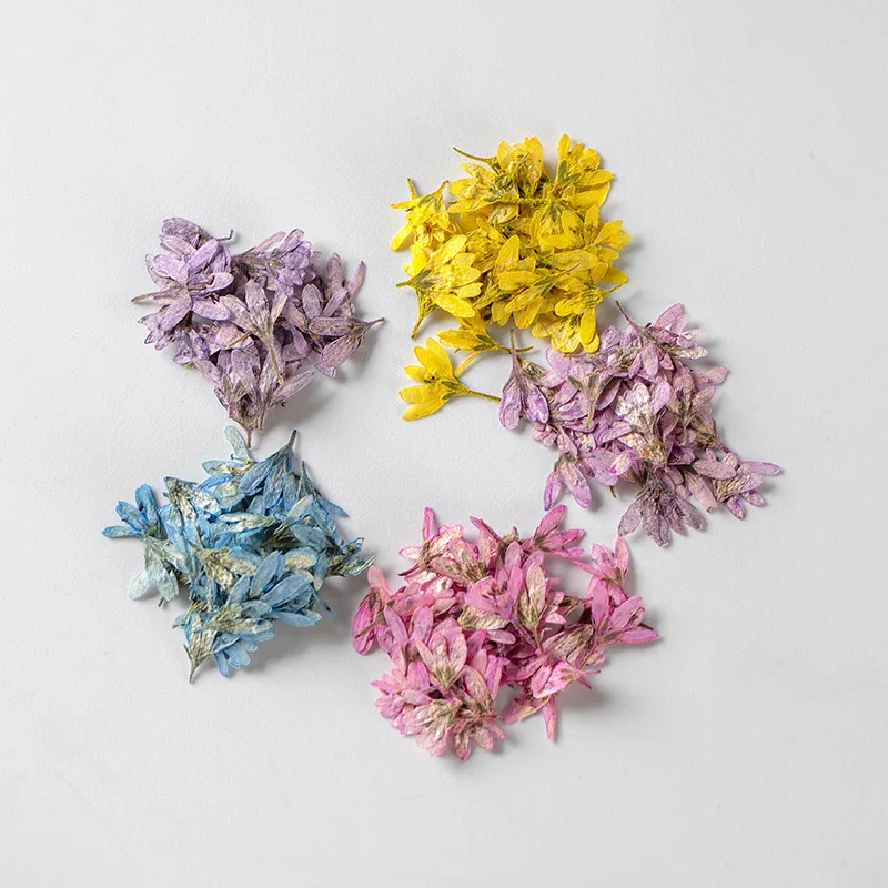 120pcs Pressed Dried Chloris virgata Sw Flower Plant Herbarium For Nail Art Jewelry Bookmark Phone Case Invitation Card DIY
120pcs Pressed Dried Chloris virgata Sw Flower Plant Herbarium For Nail Art Jewelry Bookmark Phone Case Invitation Card DIY