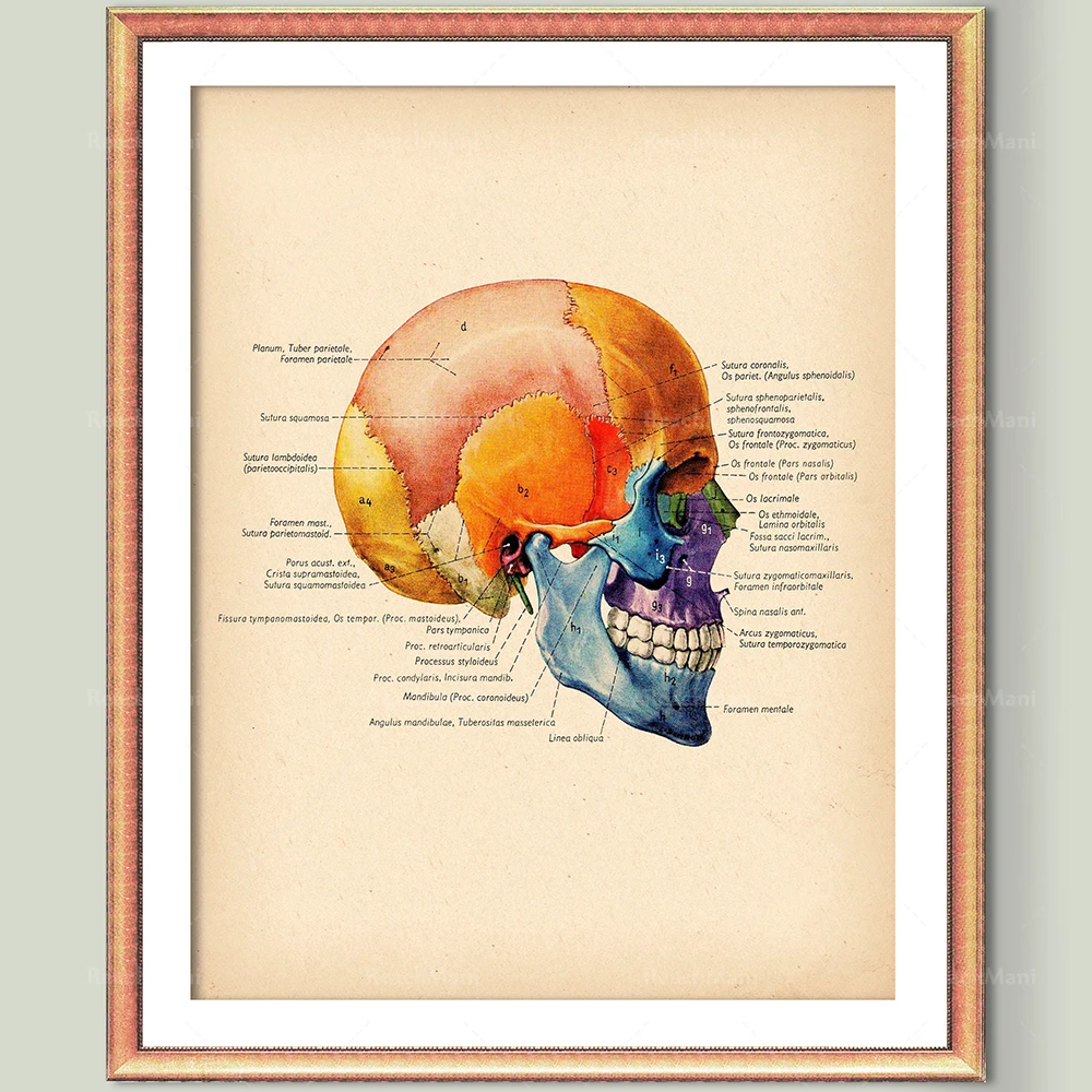 Skull Diagram Spine Anatomy Poster Bone Structure Orthopedic Surgery Medical Retro Anatomy Printed Doctor Gift
Skull Diagram Spine Anatomy Poster Bone Structure Orthopedic Surgery Medical Retro Anatomy Printed Doctor Gift