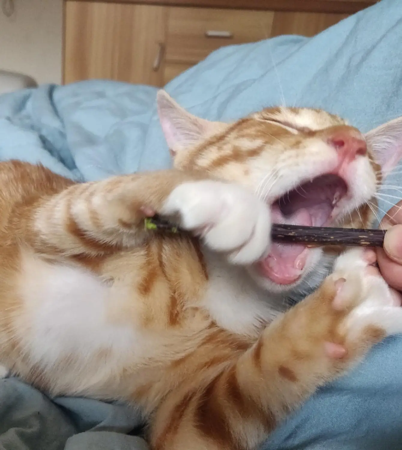 Natural Catnip Stick Cat Cleaning Teeth Molar Toothpaste Stick Silvervine Actinidia Fruit Cat Snacks Sticks Pet Cat Cleaning
Natural Catnip Stick Cat Cleaning Teeth Molar Toothpaste Stick Silvervine Actinidia Fruit Cat Snacks Sticks Pet Cat Cleaning