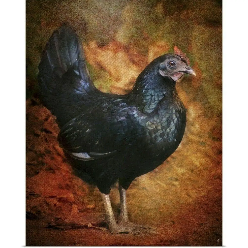 Black Bantam Chicken Poster Rooster Home Decor Tin Sign 8x12 Inch Home Kitchen Bedroom Bar Sign Decoration Posters Tin Sign
Black Bantam Chicken Poster Rooster Home Decor Tin Sign 8x12 Inch Home Kitchen Bedroom Bar Sign Decoration Posters Tin Sign