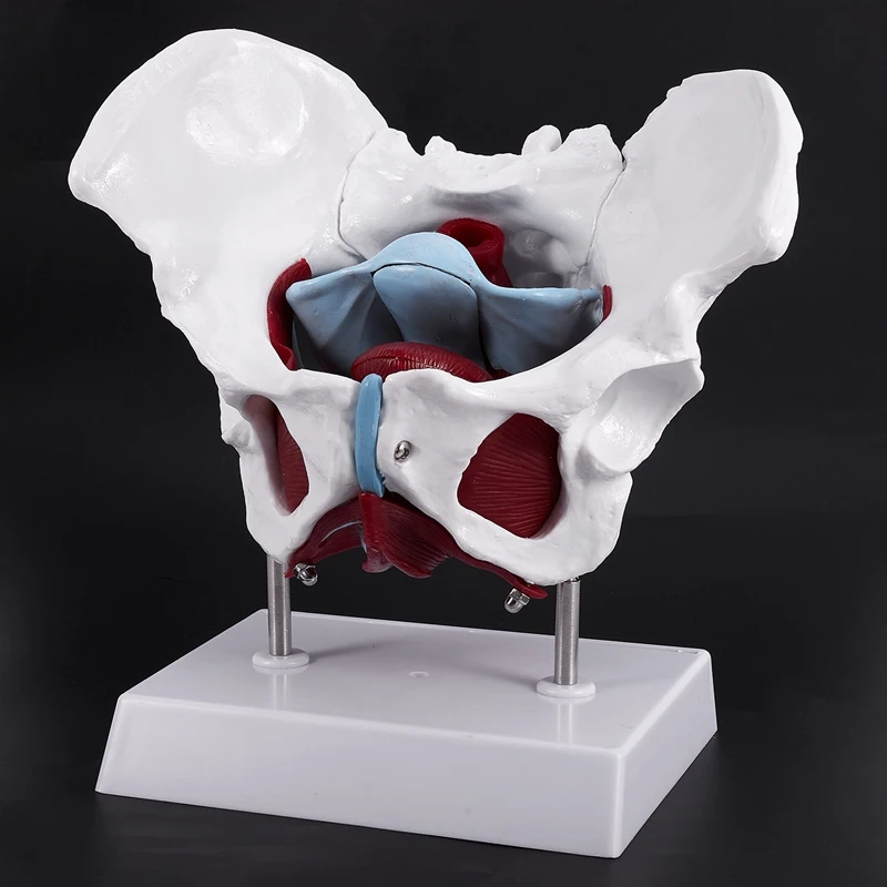Female Pelvis and Reproductive Organs Model Female Bladder Pelvic Floor Muscle Rehabilitation Anatomical Model
Female Pelvis and Reproductive Organs Model Female Bladder Pelvic Floor Muscle Rehabilitation Anatomical Model