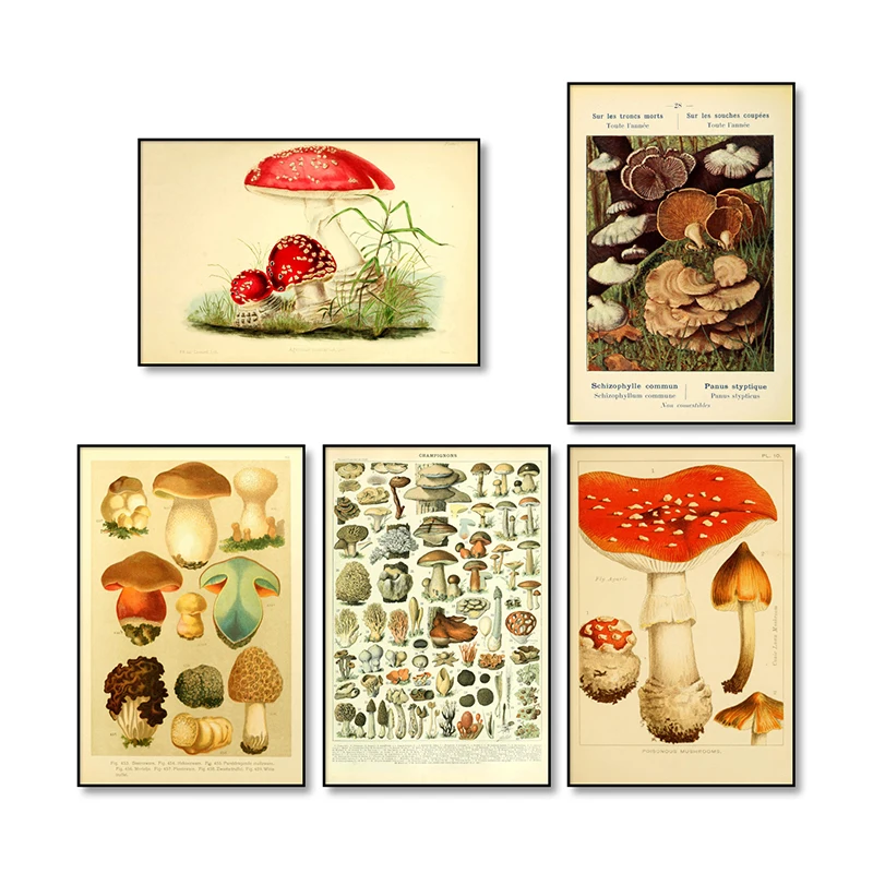 Vintage Mushroom Poster Education Science Identification Reference Chart Diagram Prints Wall Art Canvas Painting Home Decor
Vintage Mushroom Poster Education Science Identification Reference Chart Diagram Prints Wall Art Canvas Painting Home Decor