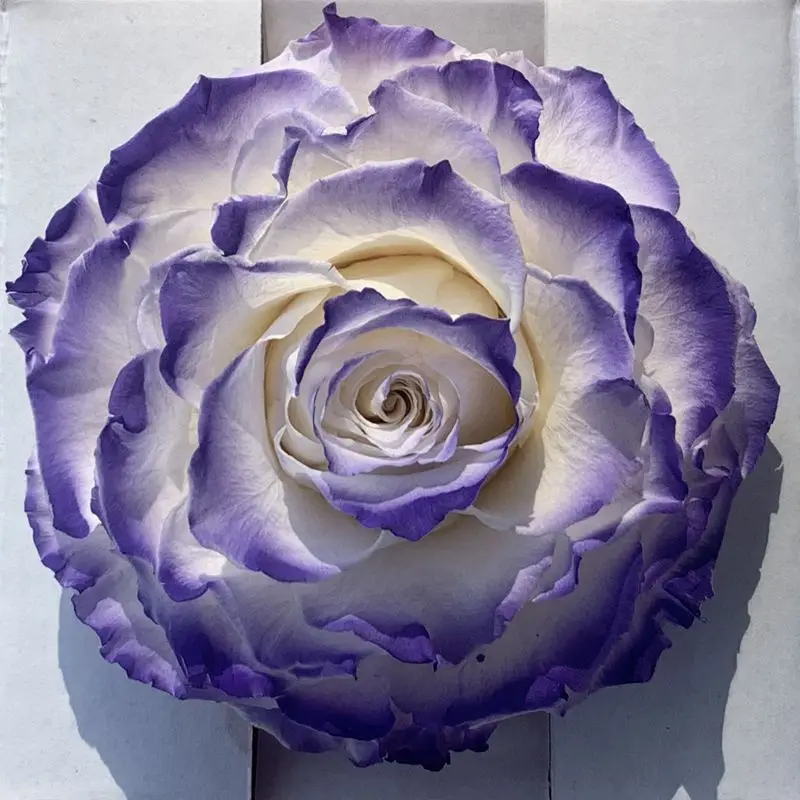 9-10cm 1pcs Huge Preserved Floral Rose Box Fresh Natural Dried Flower Head Gift Materials Headdress Newyear Wedding Home Decora
9-10cm 1pcs Huge Preserved Floral Rose Box Fresh Natural Dried Flower Head Gift Materials Headdress Newyear Wedding Home Decora