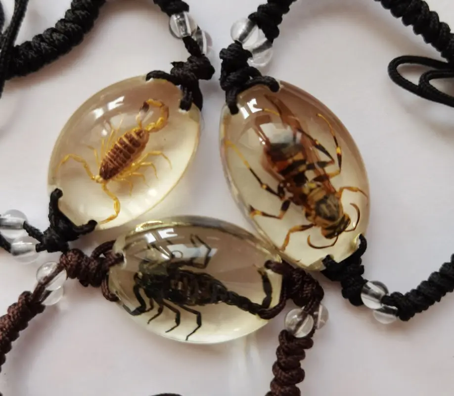 12 pcs Scorpion Man's bracelet accessories Real scorpions bee high quality jewelry Special gift bracelets on hand
12 pcs Scorpion Man's bracelet accessories Real scorpions bee high quality jewelry Special gift bracelets on hand
