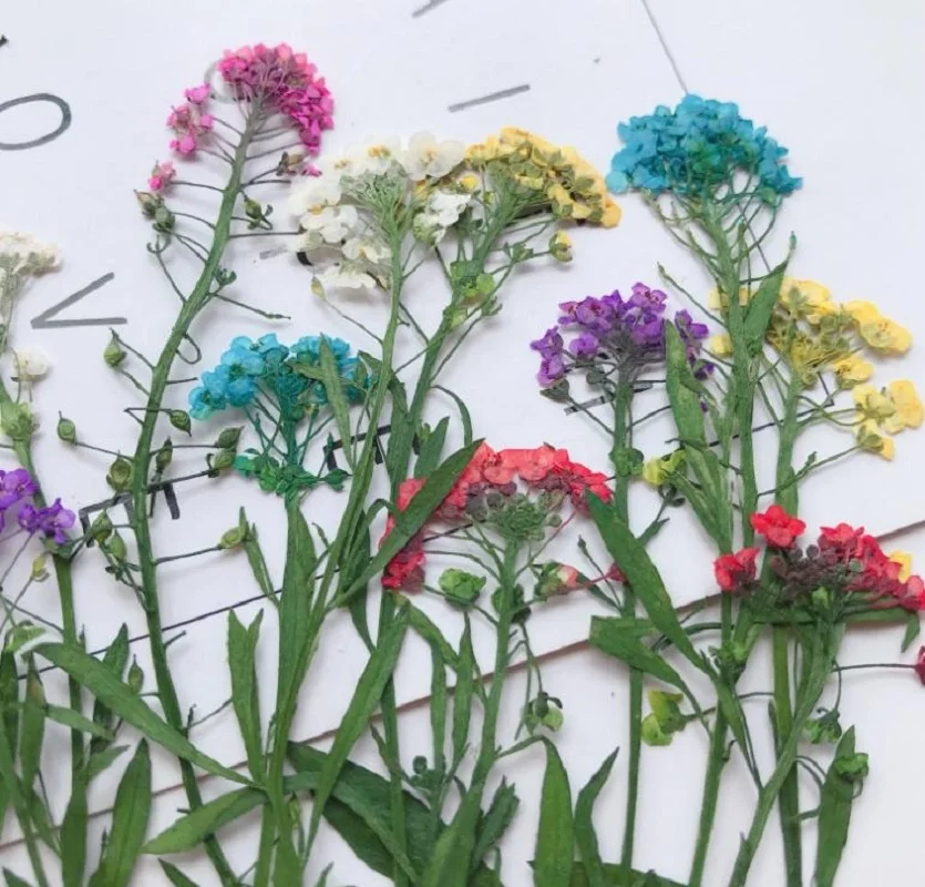 120pcs Pressed Dried Lobularia maritima Flower Plants For Epoxy Resin Pendant Necklace Jewelry Making Craft DIY Accessories
120pcs Pressed Dried Lobularia maritima Flower Plants For Epoxy Resin Pendant Necklace Jewelry Making Craft DIY Accessories