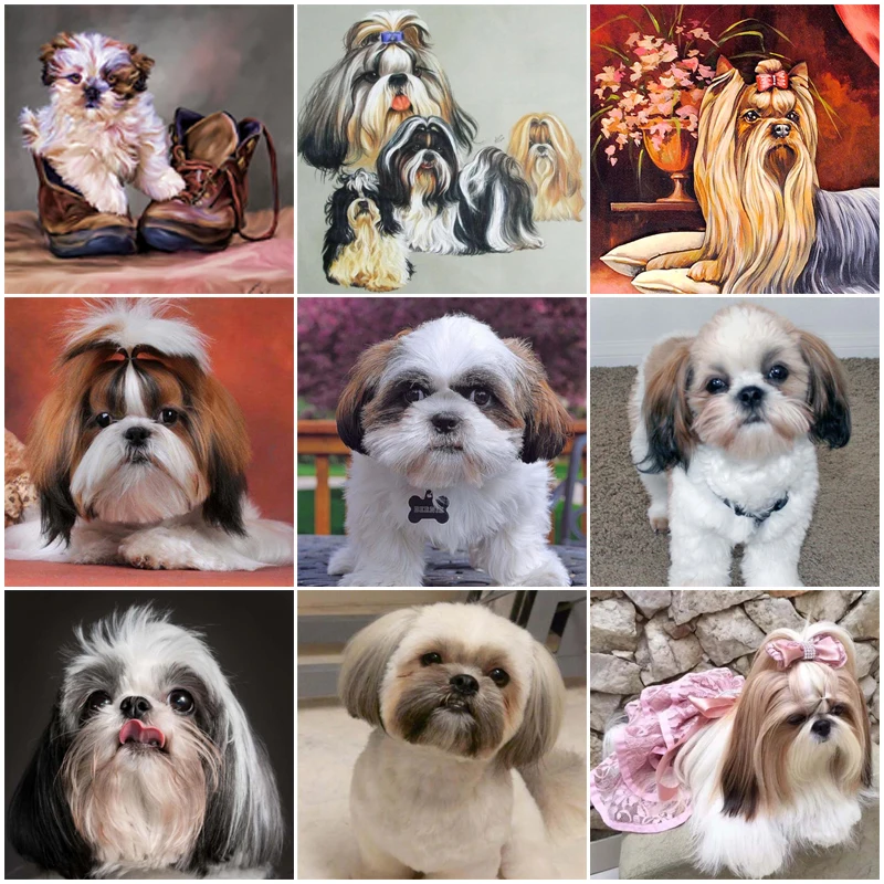 Diy Diamond Painting by Number Shih Tzu Dog Picture Rhinestone Embroidery Animal Pet Icon Mosaic Diamond Art Puppy Cross Stitch
Diy Diamond Painting by Number Shih Tzu Dog Picture Rhinestone Embroidery Animal Pet Icon Mosaic Diamond Art Puppy Cross Stitch