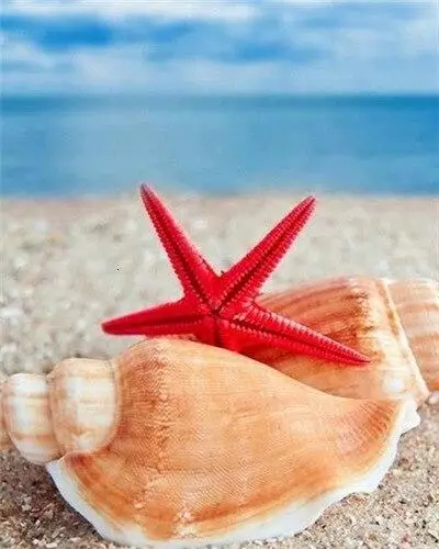 coloring by number seaside Conch and Starfish oil paints painting by number acrylic paint wall decoration
coloring by number seaside Conch and Starfish oil paints painting by number acrylic paint wall decoration