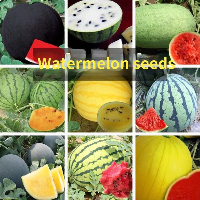 50PCS watermelon seed 8424 super sweet watermelon seed black skin red meat yellow skin yellow meat seedless
50PCS watermelon seed 8424 super sweet watermelon seed black skin red meat yellow skin yellow meat seedless