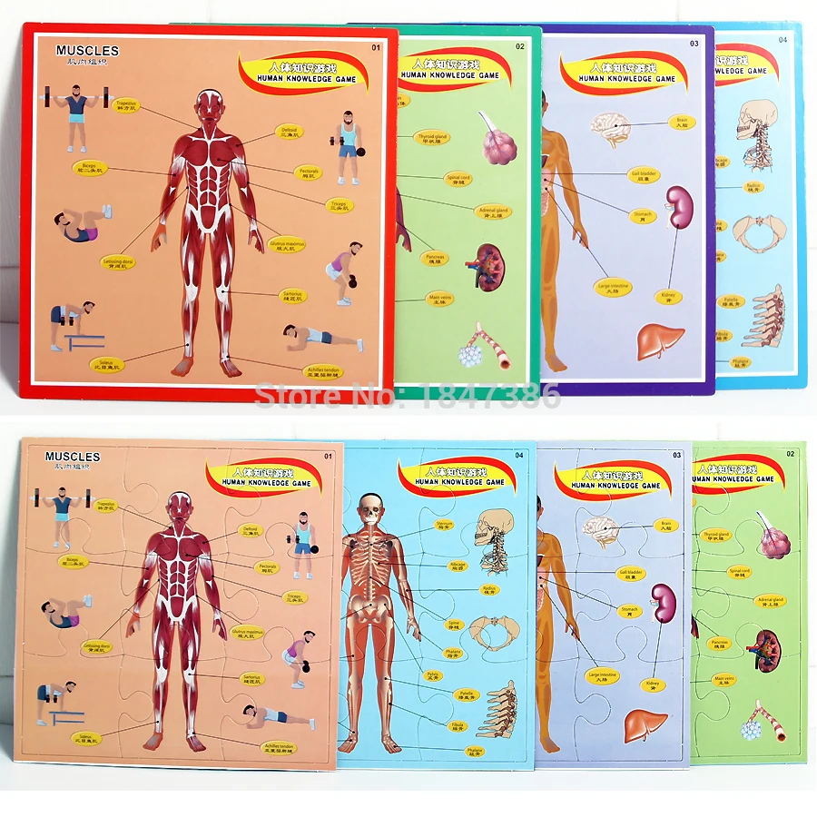 Early Education Enlightenment human knowledge game,Human Body Structure Paper Jigsaw Educational Puzzle Toys For Children
Early Education Enlightenment human knowledge game,Human Body Structure Paper Jigsaw Educational Puzzle Toys For Children