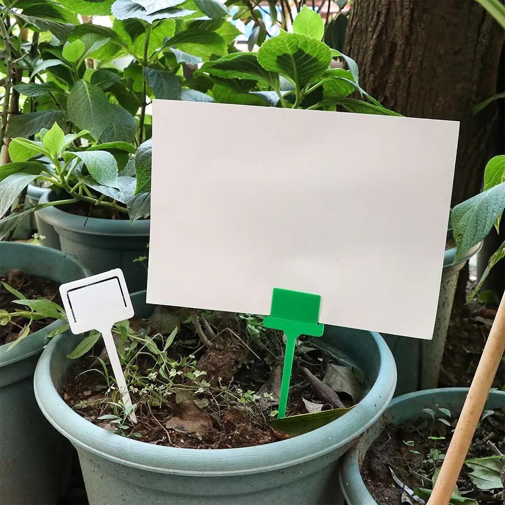 Flower Markers Pest Control Sticky Trap Holder Potted Plant Prompt Card Nursery Herbs Signs Tags Plant Label
Flower Markers Pest Control Sticky Trap Holder Potted Plant Prompt Card Nursery Herbs Signs Tags Plant Label