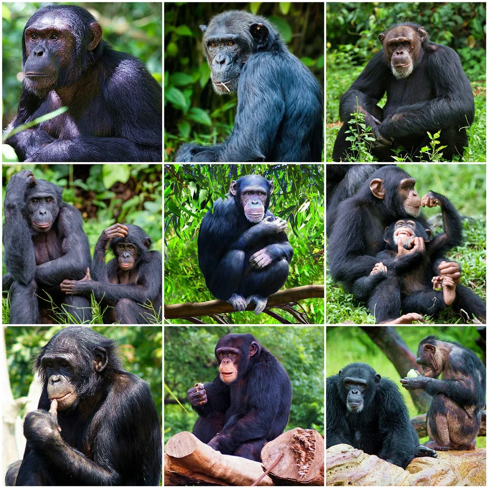 HUACAN 5D Diamond Painting Cross Stitch Animal Picture Of Rhinestone Monkey DIY Diamond Embroidery Full Square Home decor
HUACAN 5D Diamond Painting Cross Stitch Animal Picture Of Rhinestone Monkey DIY Diamond Embroidery Full Square Home decor