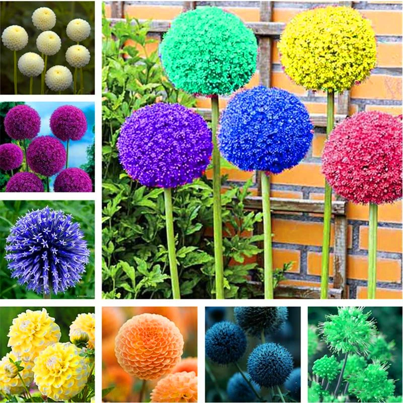 Гигантский цветок Allium Giganteum, 100 шт., шкаф для ванной, Гортензия, фрукты, деревянная мебель для дома
Гигантский цветок Allium Giganteum, 100 шт., шкаф для ванной, Гортензия, фрукты, деревянная мебель для дома