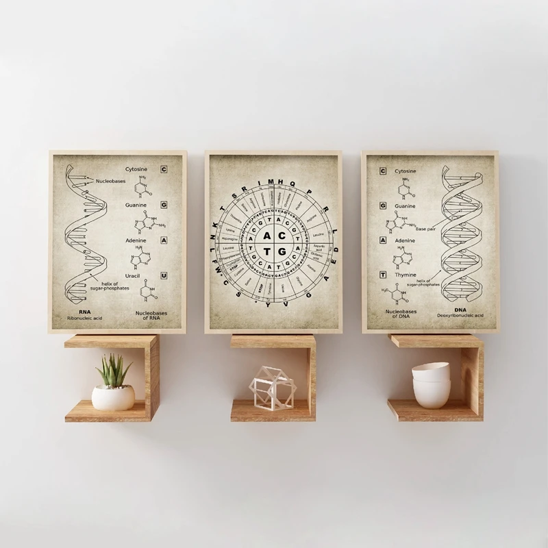 DNA and RNA Genetic Code Wall Art Canvas Painting Prints Genetics Biochemistry Student Gift Vintage Wall Decor Posters Science
DNA and RNA Genetic Code Wall Art Canvas Painting Prints Genetics Biochemistry Student Gift Vintage Wall Decor Posters Science