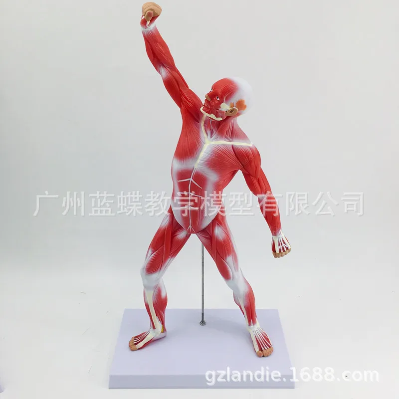 50CM Human Skull Skeleton Human Muscle Anatomy Model Anatomical Anatomy Superficial Muscle Artist Anatomy Model Muscular System
50CM Human Skull Skeleton Human Muscle Anatomy Model Anatomical Anatomy Superficial Muscle Artist Anatomy Model Muscular System