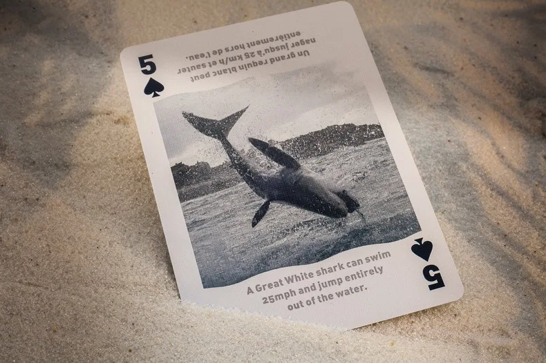 1 Deck Bicycle Sharks Playing Cards Regular Bicycle Deck For Professional Magicians Rider Back Card Magic Trick Magic Props
1 Deck Bicycle Sharks Playing Cards Regular Bicycle Deck For Professional Magicians Rider Back Card Magic Trick Magic Props