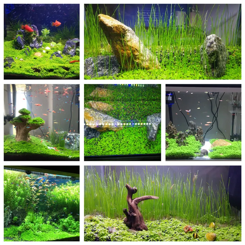 Easy Growing Aquarium Water Plant Carpet Hemianthus Aquarium Grass Moss Lawn Decoration for Fish Tank
Easy Growing Aquarium Water Plant Carpet Hemianthus Aquarium Grass Moss Lawn Decoration for Fish Tank