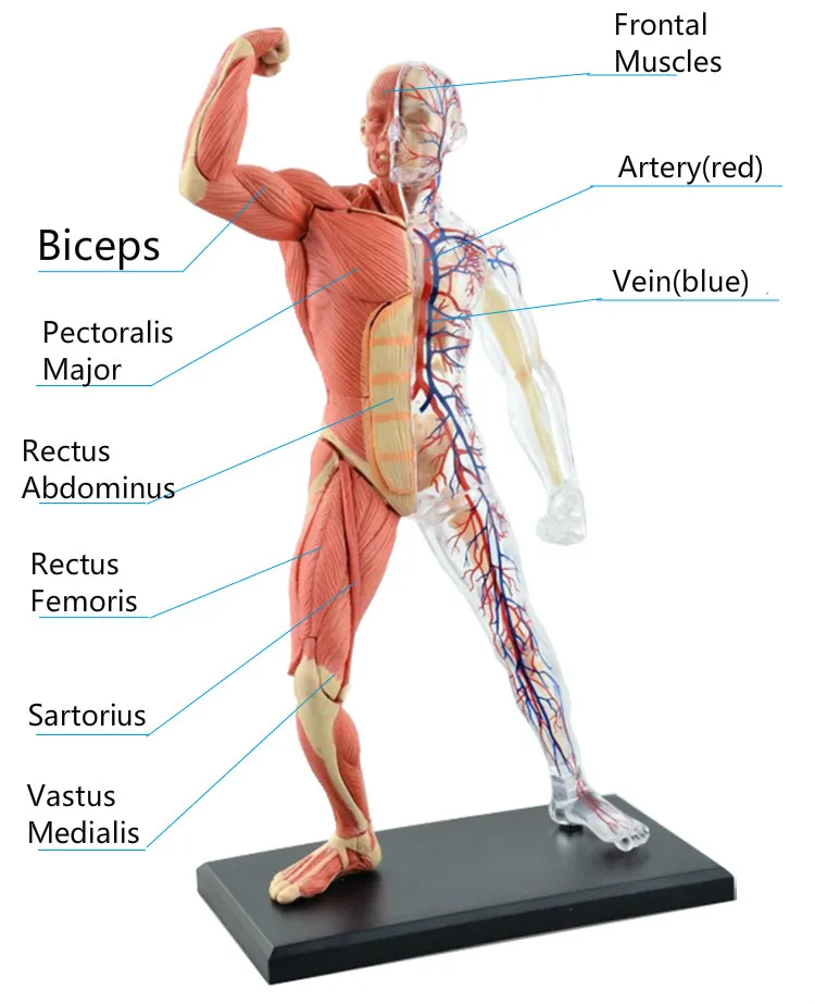 46 шт собранная человеческая Анатомия мышц модель анатомическая для медиков
