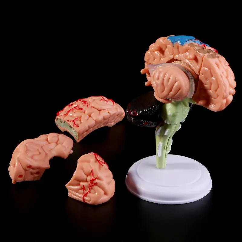 

4D Disassembled Anatomical Human Brain Model Anatomy Teaching Tool Statues Sculptures School Use