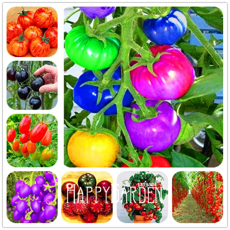 

200 шт. новые семена радужных томатов, органические растения бонсай для овощей и фруктов, растение для выращивания в горшке томатов для сада, ...