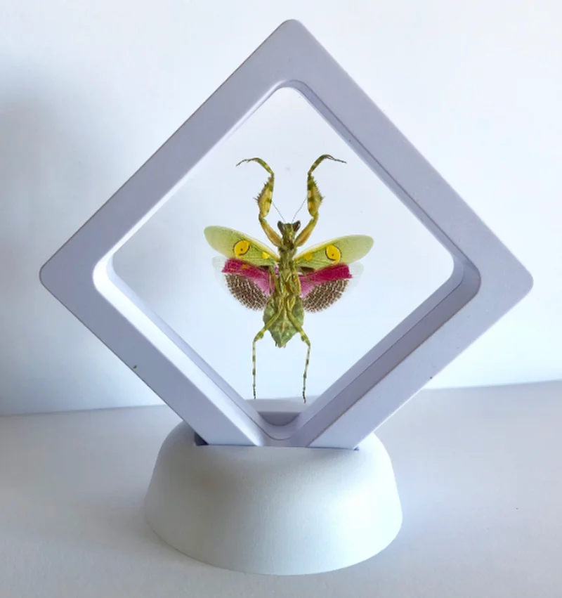 Golden Tortoise & Cicada Insect Specimen Real Insect Mantis Specimen Eye Spot Mantis Creobroter gemmatus skull decor
Golden Tortoise & Cicada Insect Specimen Real Insect Mantis Specimen Eye Spot Mantis Creobroter gemmatus skull decor