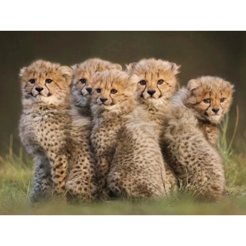 5D DIY Diamond Embroidery Cub Leopard Diamond Painting Cross Stitch Square Diamond Mosaic Decoration
5D DIY Diamond Embroidery Cub Leopard Diamond Painting Cross Stitch Square Diamond Mosaic Decoration