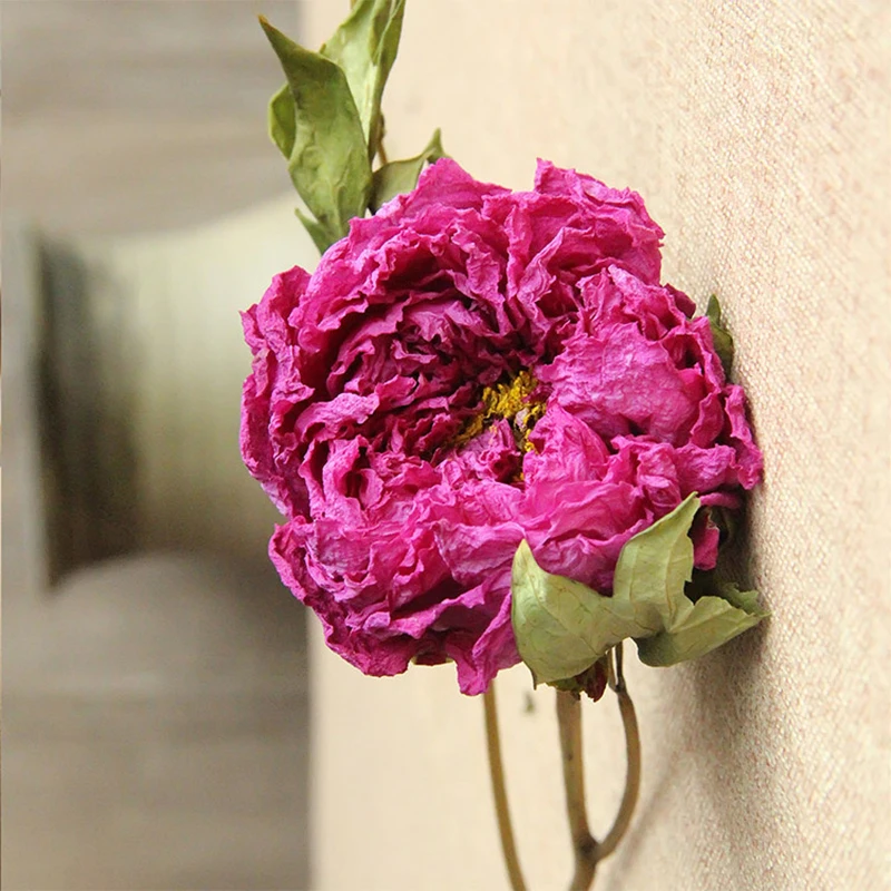 1pc Dried Natural Flowers Peony Bouquet Decoration Accessories Floral Arrangement Droogbloemen Boeket Salon Party Garden Wedding
1pc Dried Natural Flowers Peony Bouquet Decoration Accessories Floral Arrangement Droogbloemen Boeket Salon Party Garden Wedding