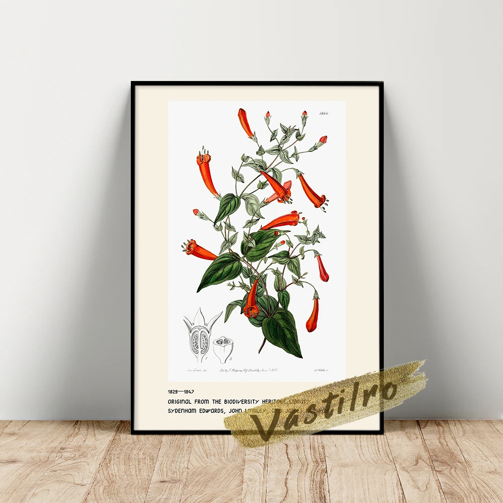 

Sydenham Edwards Poster, Edwards Heart-Leaved Manettia Art Prints, Edwards Botanical Register Illustration, Retro Plant Wall Art