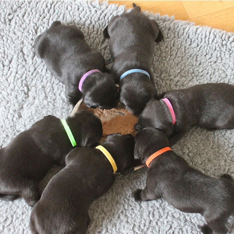 12Pcs/lot Dog's Collars Puppy Kitten Identification Collar Kitten Whelping ID Collar Bands For Small Dogs Cats Pet Supplies
12Pcs/lot Dog's Collars Puppy Kitten Identification Collar Kitten Whelping ID Collar Bands For Small Dogs Cats Pet Supplies