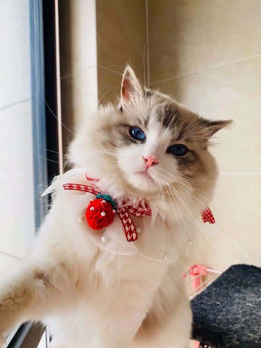 Dog Cat Bandanas & Hats Cat Birthday Bandana Hat Lace Flower Cute Sweet Dailywear Casual Toys For Cats
Dog Cat Bandanas & Hats Cat Birthday Bandana Hat Lace Flower Cute Sweet Dailywear Casual Toys For Cats
