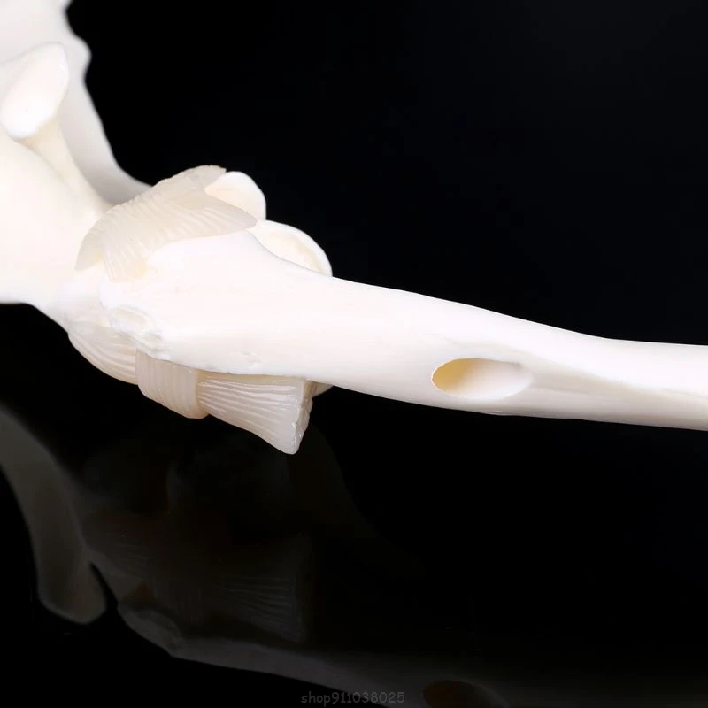 Dog Canine Shoulder Joint Model Veterinary Teaching Research Skeleton Animal Display Halloween Gift Ap07 21 Dropship
Dog Canine Shoulder Joint Model Veterinary Teaching Research Skeleton Animal Display Halloween Gift Ap07 21 Dropship