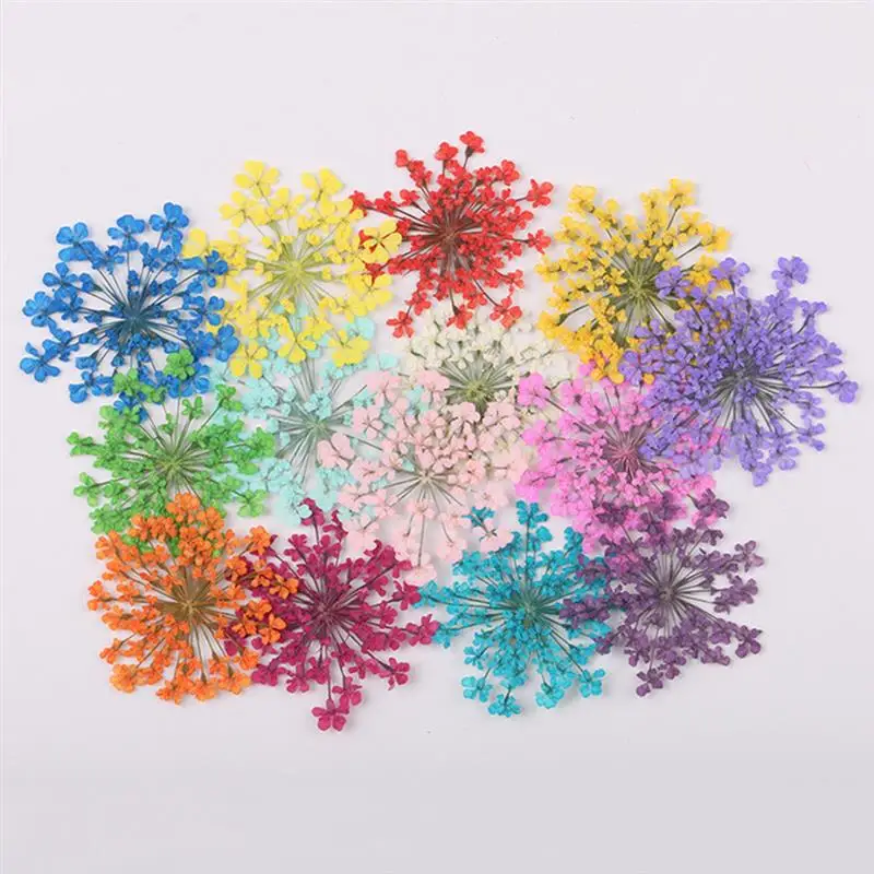 12/30pcs Pressed Dried Ammi Majus Flower Dry Plants for Epoxy Resin Pendant Necklace Jewelry Making Craft DIY Accessories
12/30pcs Pressed Dried Ammi Majus Flower Dry Plants for Epoxy Resin Pendant Necklace Jewelry Making Craft DIY Accessories