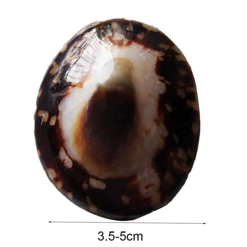 Natural Shell Decorations Country Garden Decoration Office Decorations Weddings Home Decorations 2021 Hot Sale
Natural Shell Decorations Country Garden Decoration Office Decorations Weddings Home Decorations 2021 Hot Sale