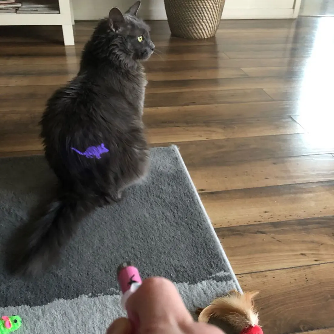 Portable Funny Creative Cat Laser Pointer Pet Kitten Training Toys Light Pen with Bright Animation Mouse Shadow Interactive Toy
Portable Funny Creative Cat Laser Pointer Pet Kitten Training Toys Light Pen with Bright Animation Mouse Shadow Interactive Toy