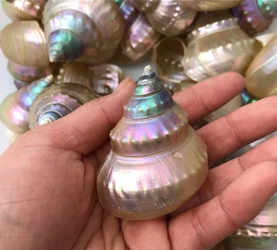 5-6 см жемчужная башня ракушки разноцветные ракушки для девушки подарок для матери украшение для дома
5-6 см жемчужная башня ракушки разноцветные ракушки для девушки подарок для матери украшение для дома