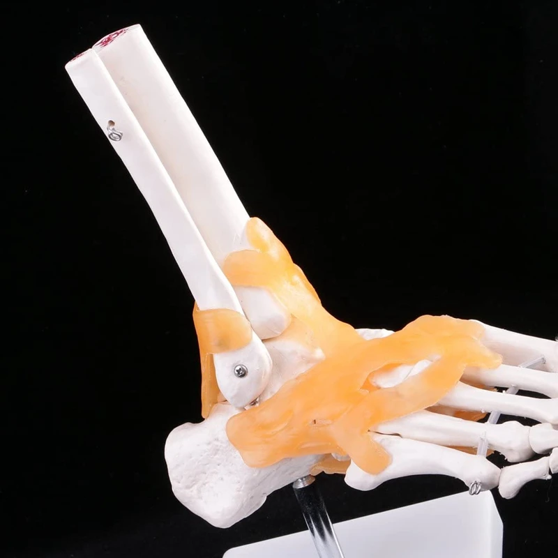 Lifesize Foot Joint Model with Ligaments Human Foot Ankle Bone Joint Anatomy Art Model Learning Educational Resources
Lifesize Foot Joint Model with Ligaments Human Foot Ankle Bone Joint Anatomy Art Model Learning Educational Resources