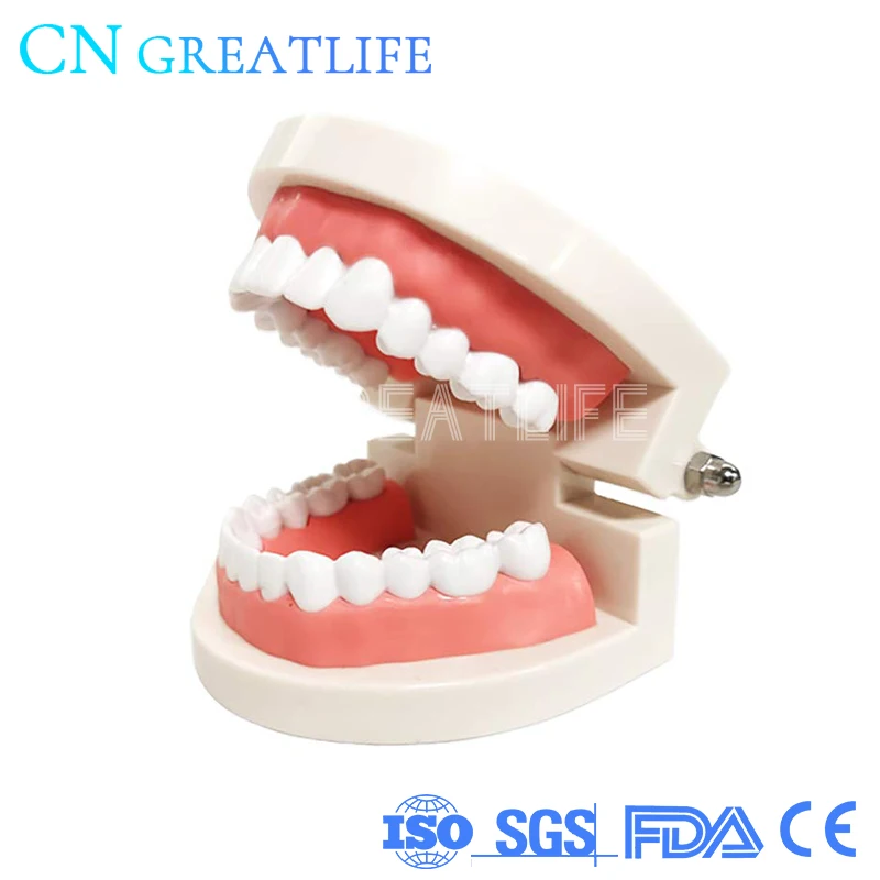 Dentisit Student Teaching Children Standard Teeth Model Dental Dental Teeth Model Teeth Model for Studying
Dentisit Student Teaching Children Standard Teeth Model Dental Dental Teeth Model Teeth Model for Studying